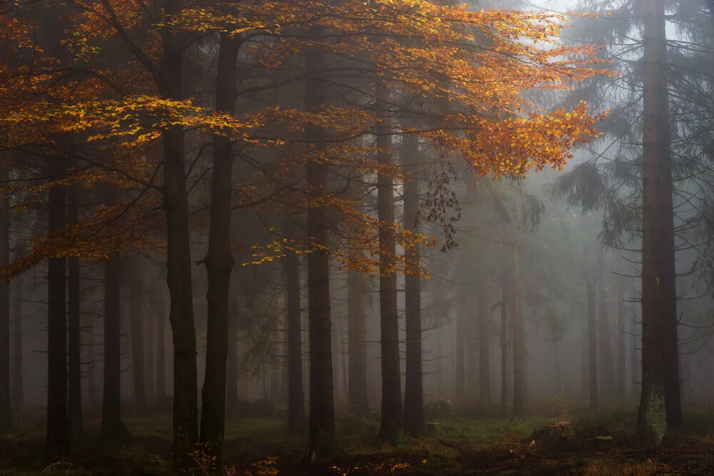 Wald XIV - fotokunst von Heiko Gerlicher