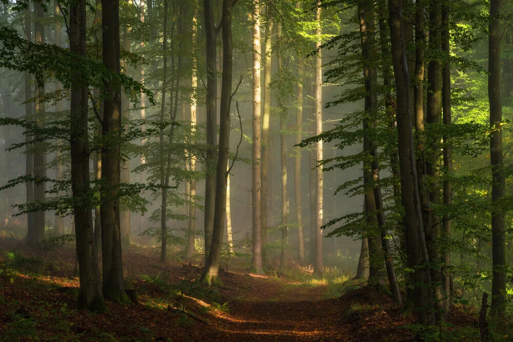 Wald XVI - fotokunst von Heiko Gerlicher