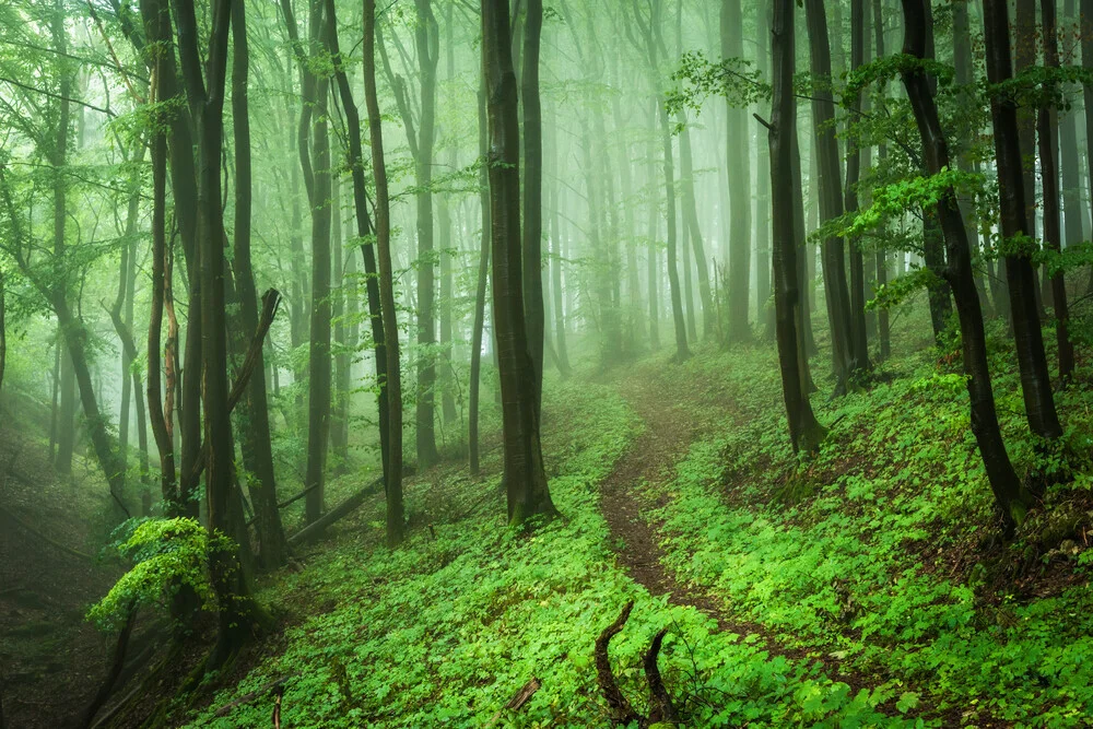 Wald XVII - fotokunst von Heiko Gerlicher