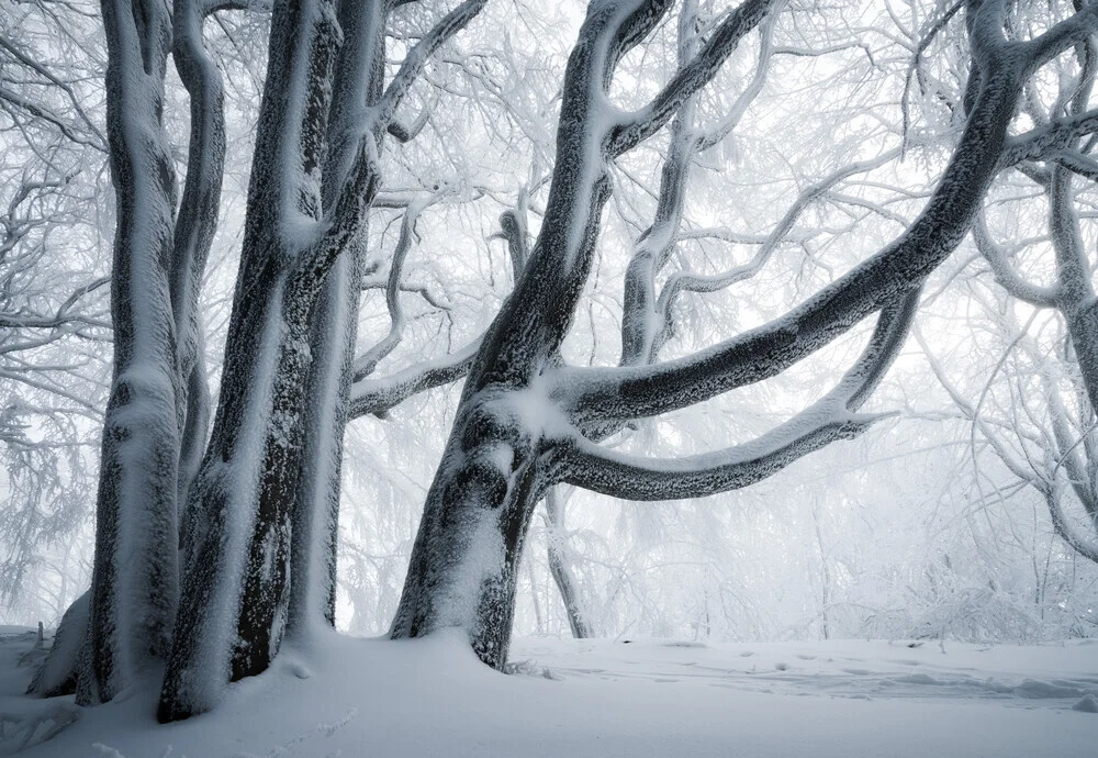 Waldgestalten XVII - fotokunst von Heiko Gerlicher
