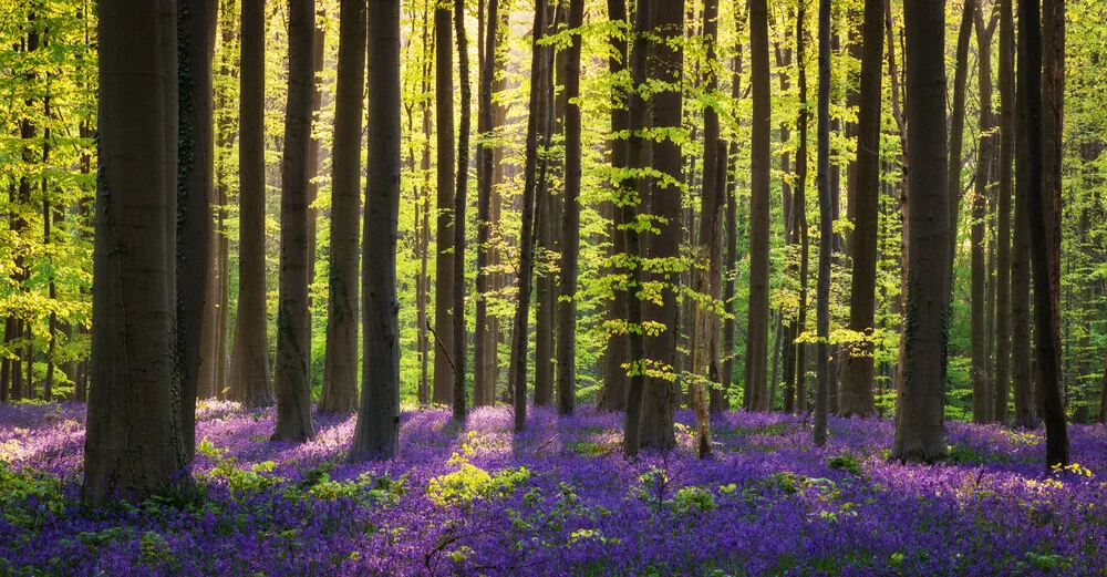 Wald XX - fotokunst von Heiko Gerlicher