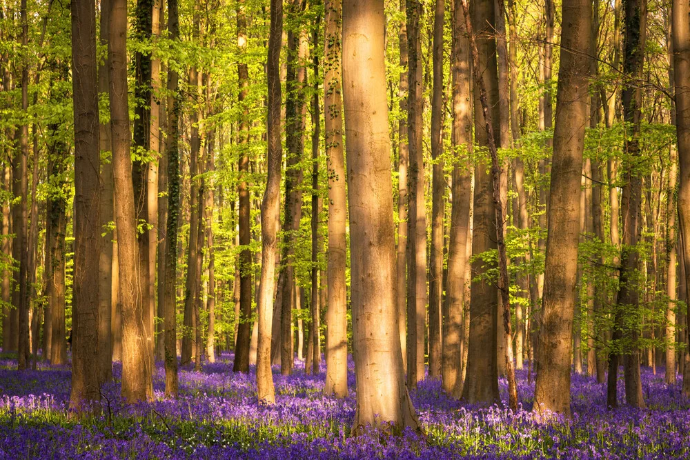 Wald XXI - fotokunst von Heiko Gerlicher