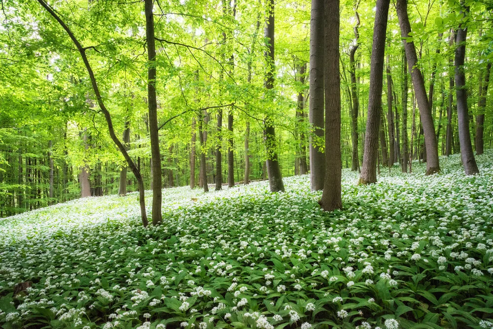 Bärlauchwald - fotokunst von Heiko Gerlicher