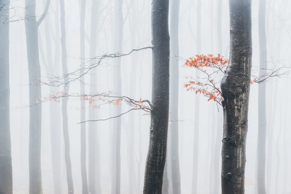 Wald XXII - fotokunst von Heiko Gerlicher