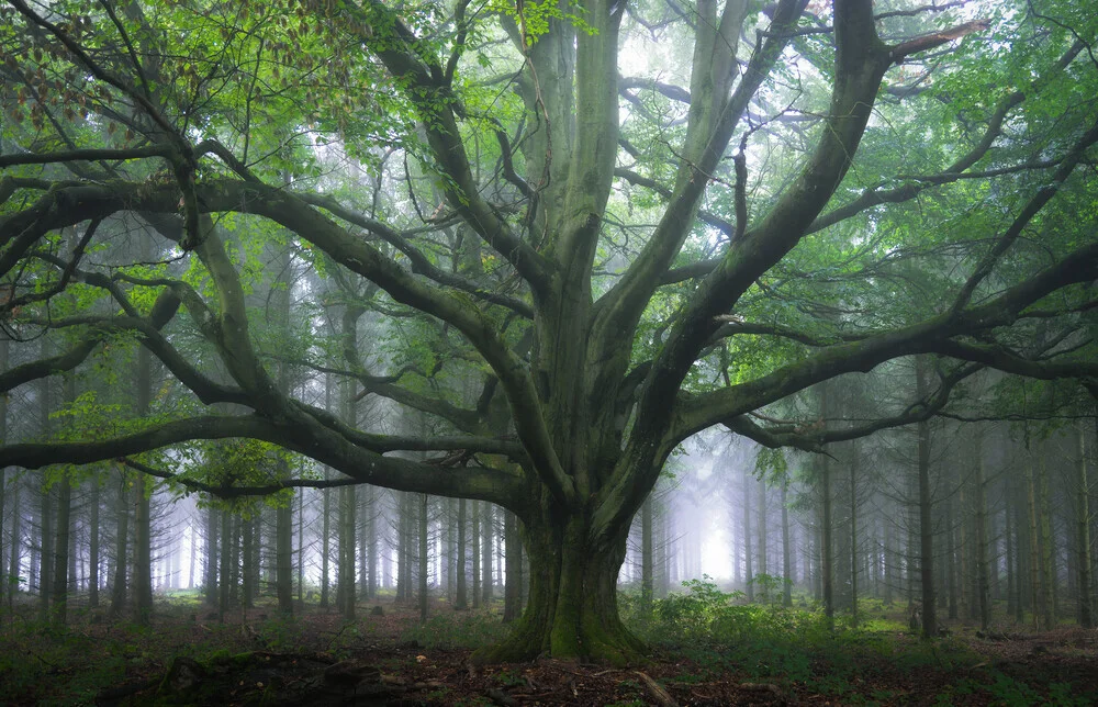 Waldgestalten XVIII - fotokunst von Heiko Gerlicher