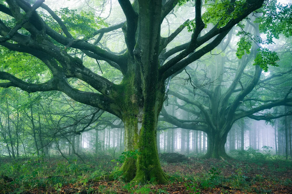 Waldgestalten XX - fotokunst von Heiko Gerlicher