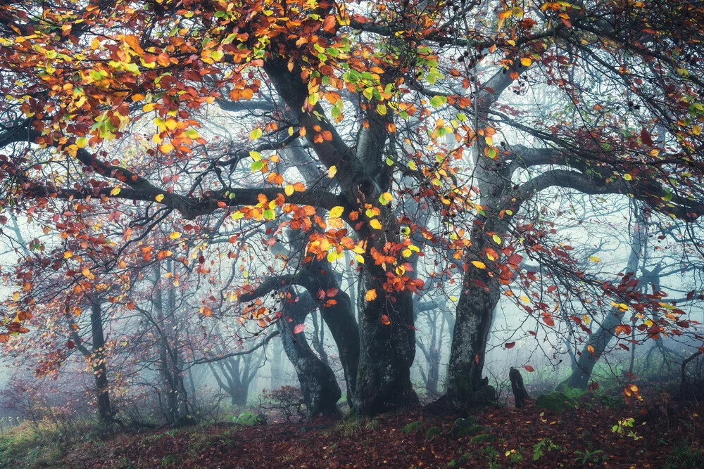 Waldgestalten XXI - fotokunst von Heiko Gerlicher