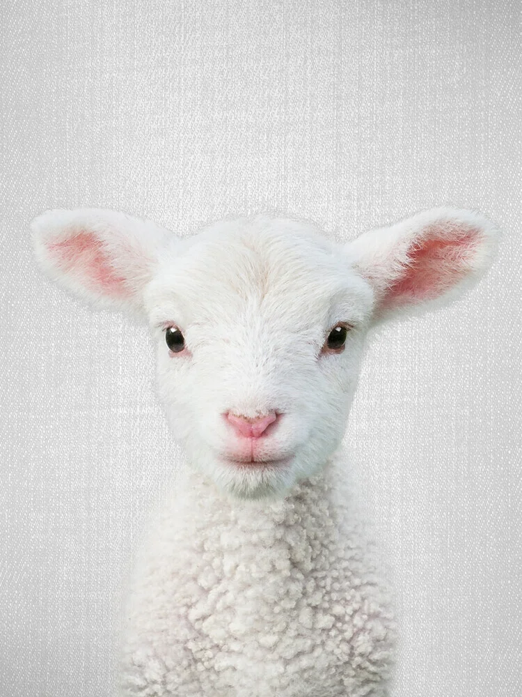 Lamb - fotokunst von Gal Pittel
