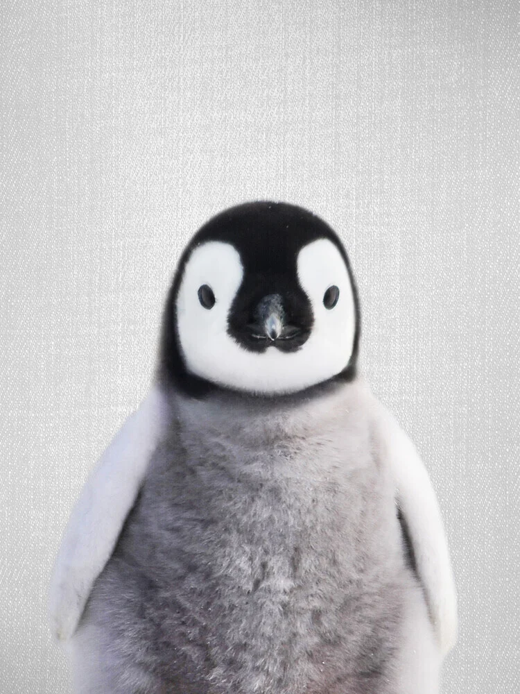 Baby Penguin - fotokunst von Gal Pittel