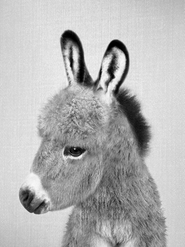Donkey - Black & White - fotokunst von Gal Pittel