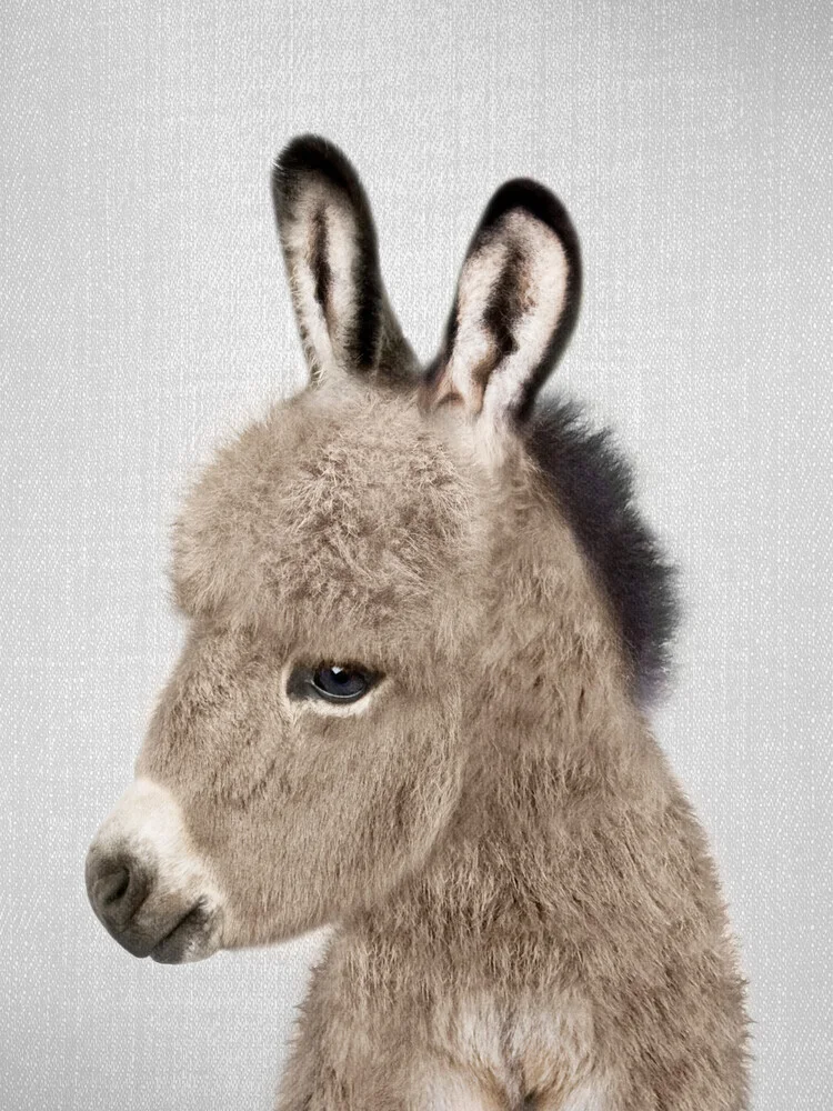 Donkey - fotokunst von Gal Pittel