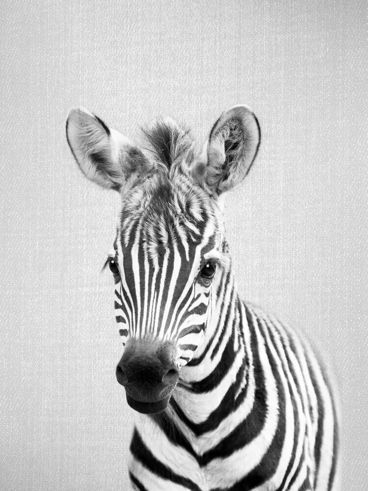 Baby Zebra - Black & White - fotokunst von Gal Pittel