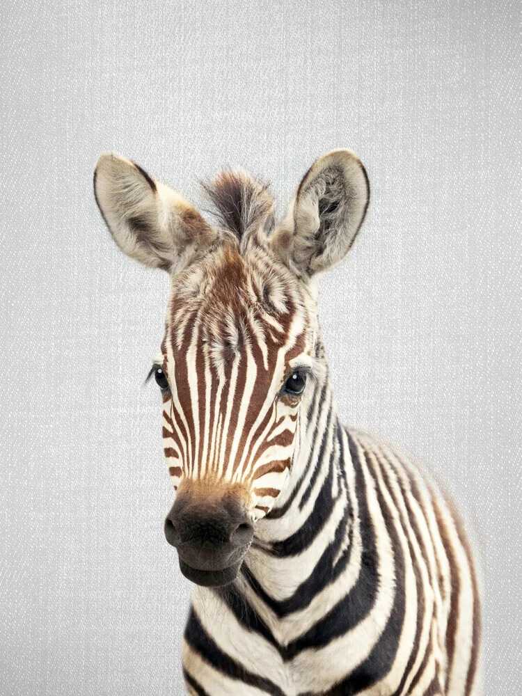 Baby Zebra - fotokunst von Gal Pittel