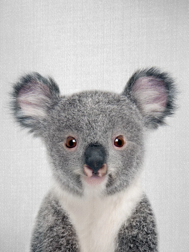 Baby Koala - Fineart photography by Gal Pittel