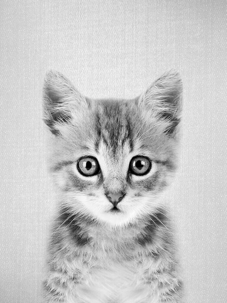 Kitten - Black & White - fotokunst von Gal Pittel