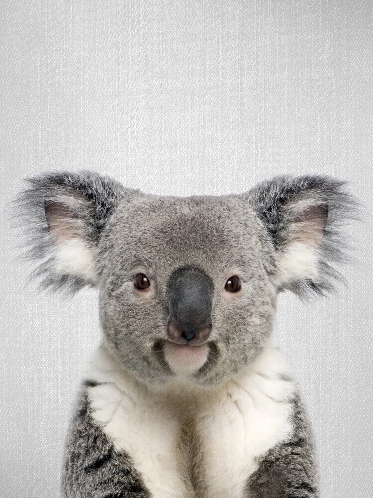 Koala - fotokunst von Gal Pittel