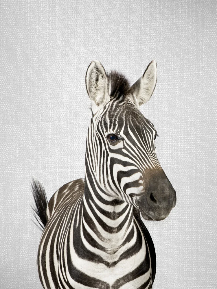 Zebra - fotokunst von Gal Pittel