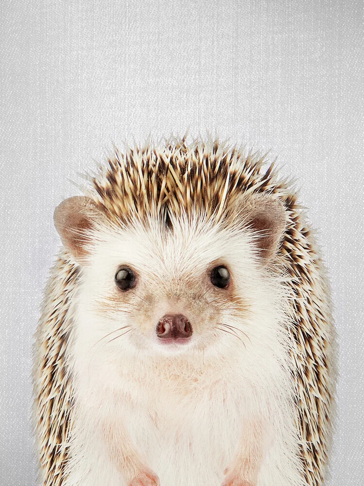 Hedgehog - fotokunst von Gal Pittel