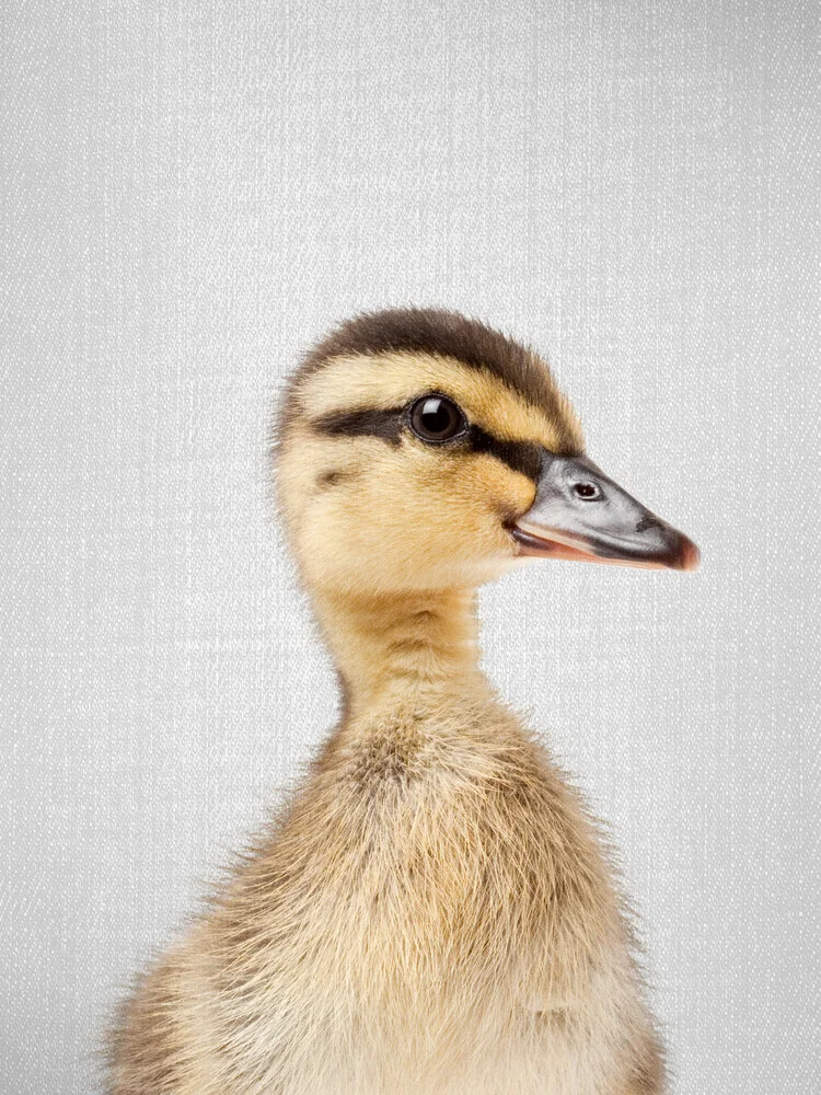 Duckling - fotokunst von Gal Pittel