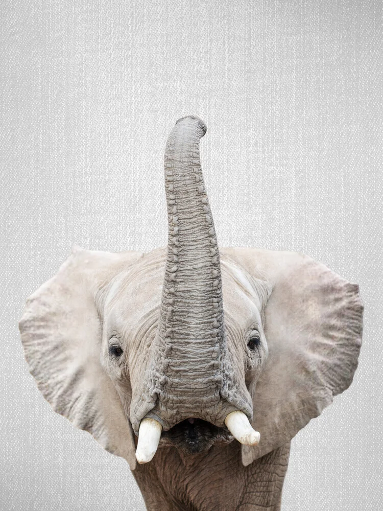 Elephant - fotokunst von Gal Pittel