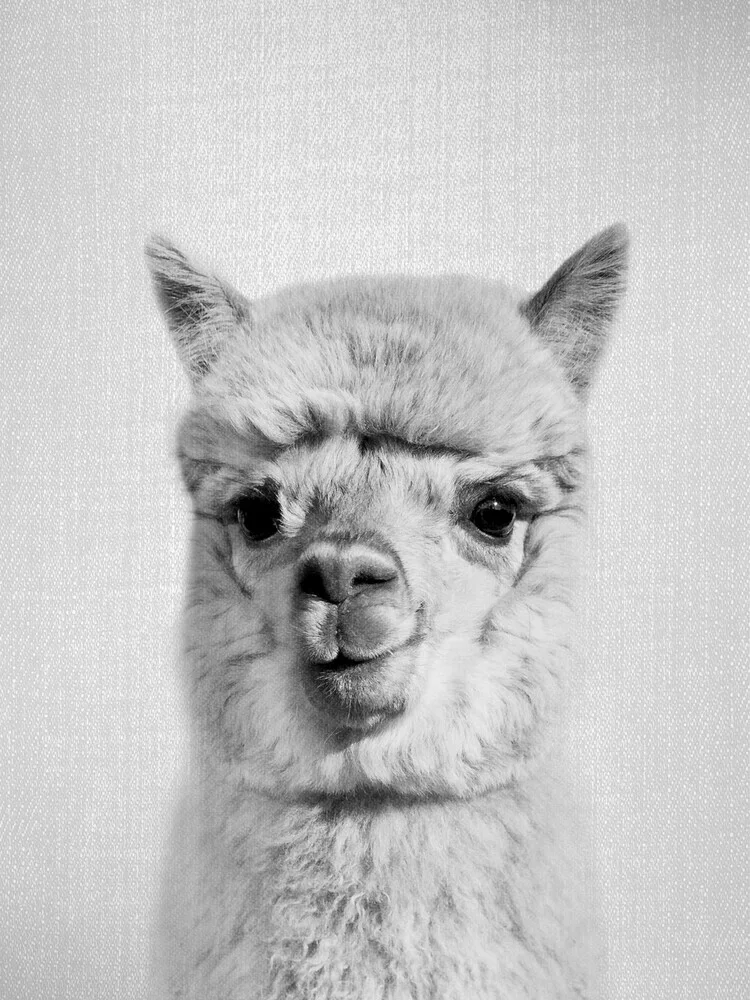 Alpaca - Black & White - fotokunst von Gal Pittel