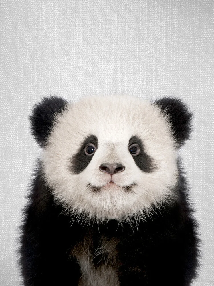 Baby Panda Bear - Fineart photography by Gal Pittel