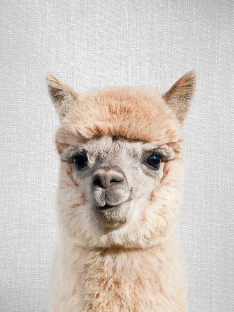 Alpaca - fotokunst von Gal Pittel