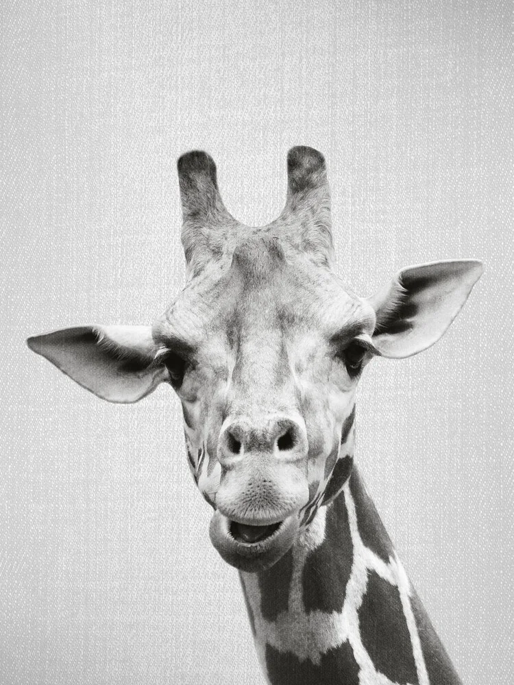 Giraffe - Black & White - fotokunst von Gal Pittel