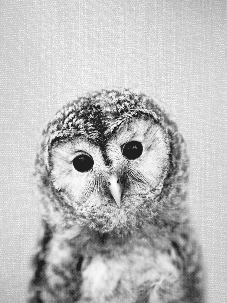 Baby Owl - Black & White - Fineart photography by Gal Pittel