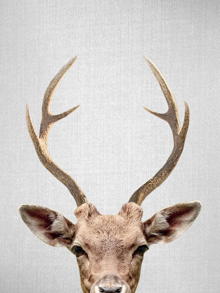 Deer - fotokunst von Gal Pittel