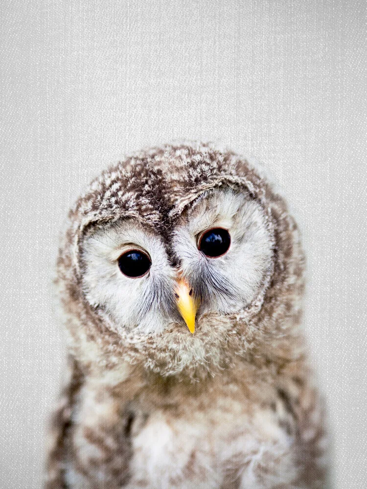 Baby Owl - fotokunst von Gal Pittel