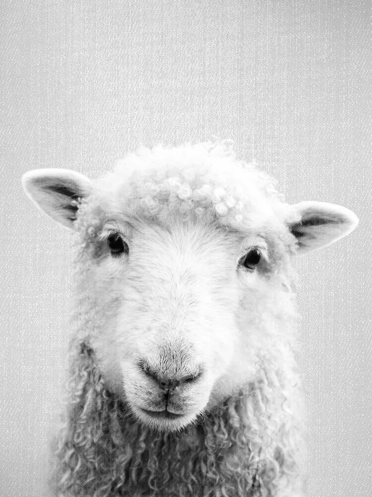 Sheep - Black & White - fotokunst von Gal Pittel