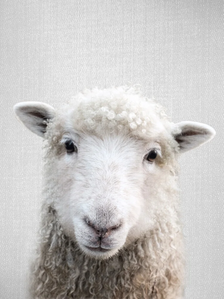 Sheep - fotokunst von Gal Pittel