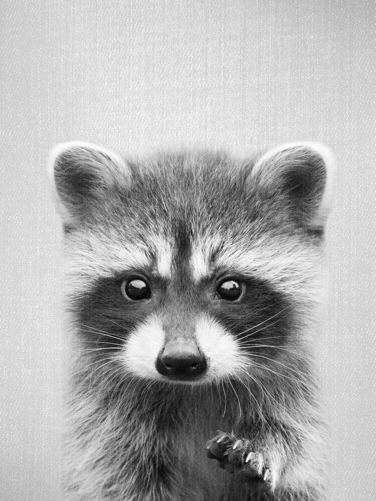 Raccoon - Black & White - fotokunst von Gal Pittel