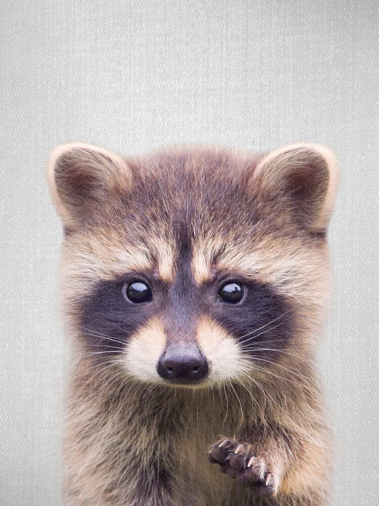 Raccoon - fotokunst von Gal Pittel