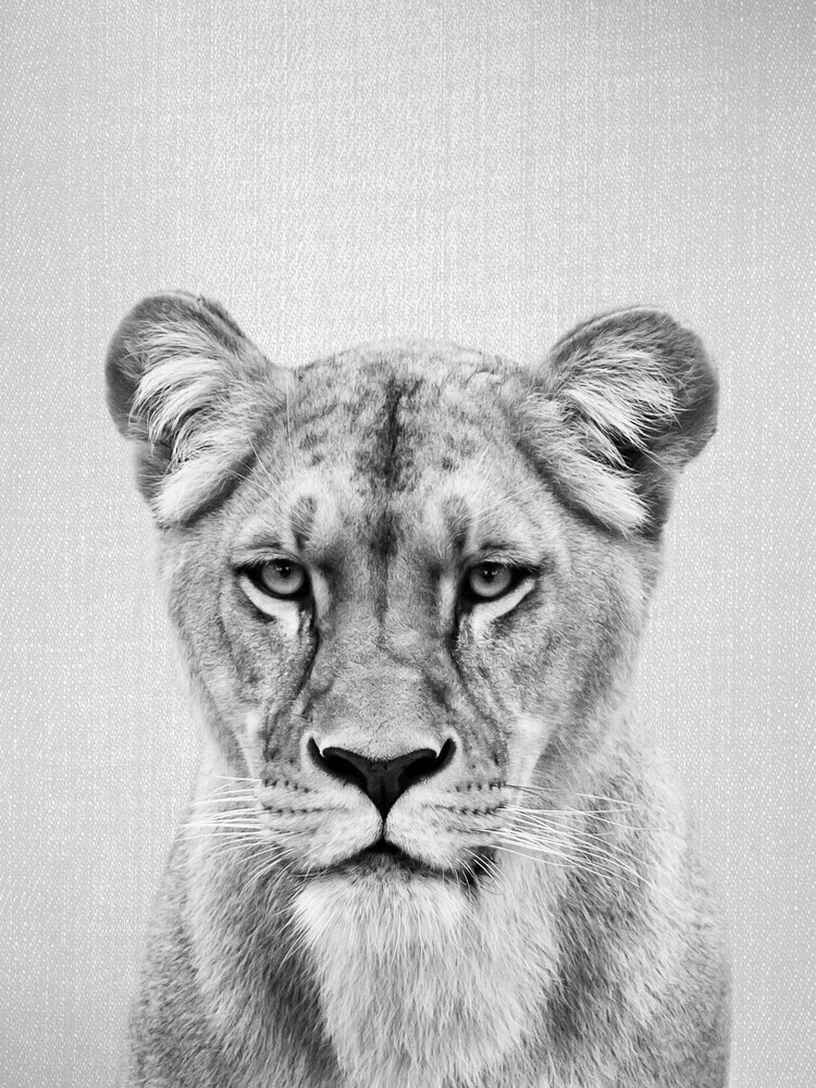 Lioness - Black & White - fotokunst von Gal Pittel