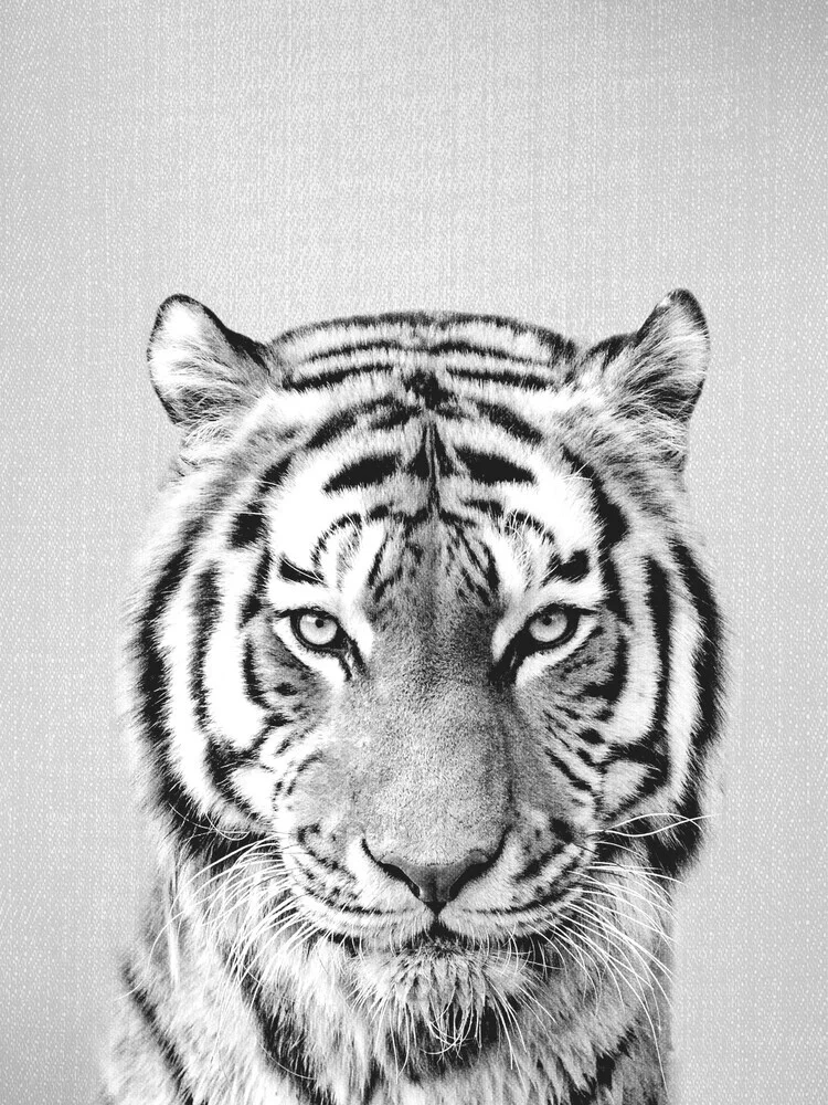 Tiger - Black & White - fotokunst von Gal Pittel