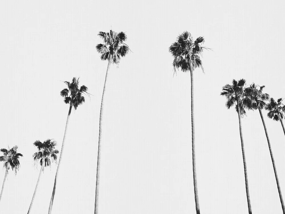 Black & White Palms - fotokunst von Gal Pittel