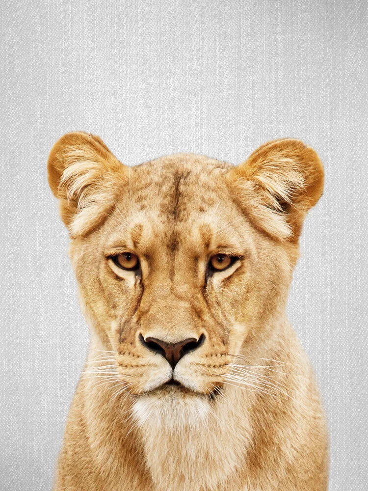 Lioness - fotokunst von Gal Pittel