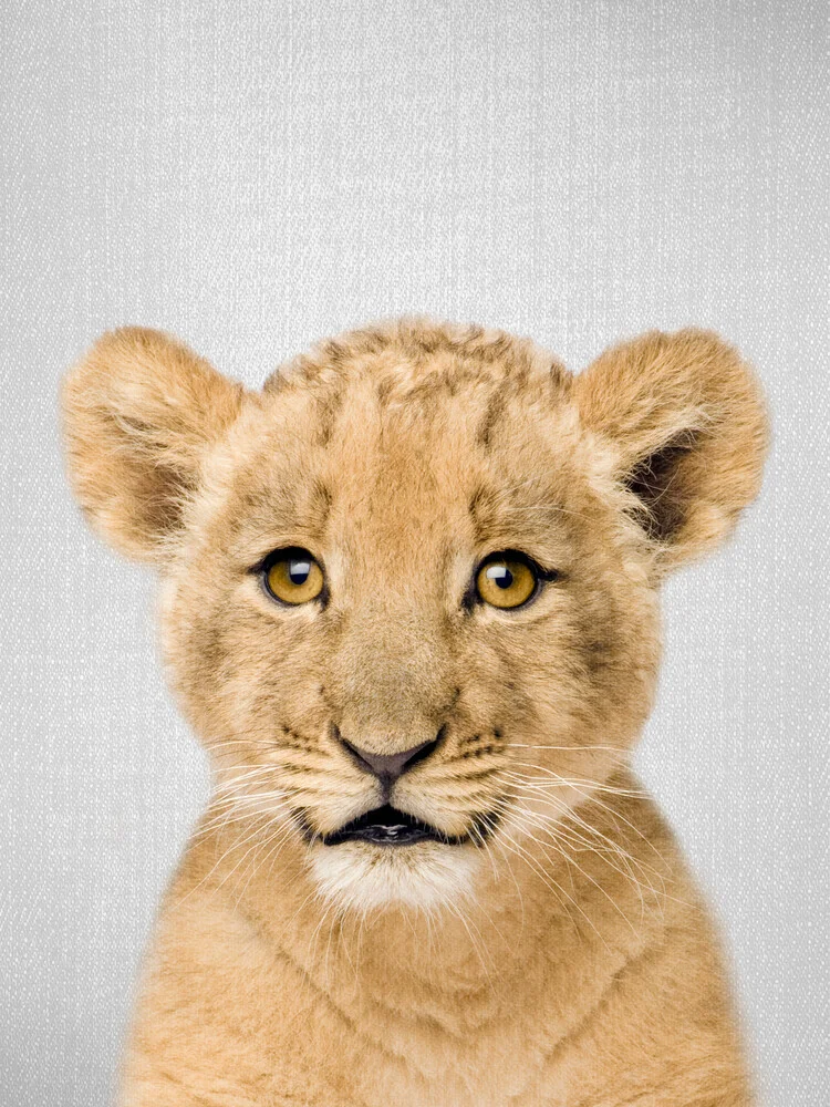 Baby Lion - fotokunst von Gal Pittel