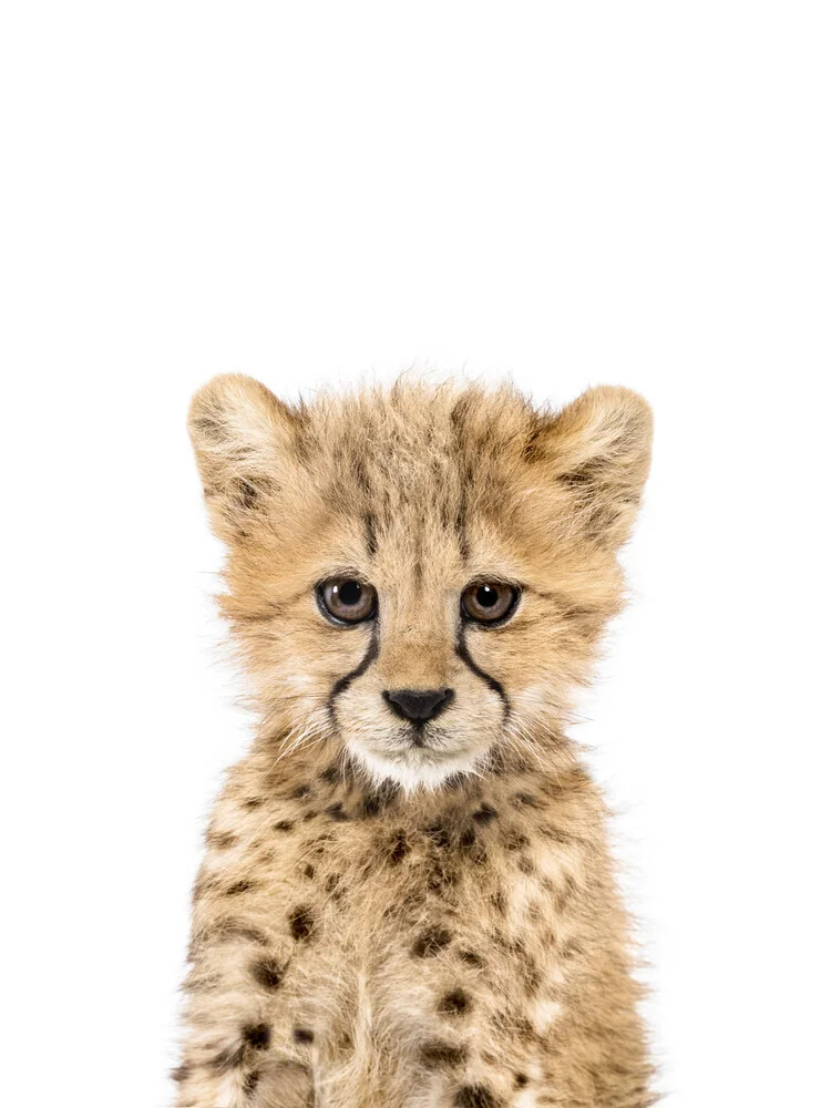 Baby Cheetah - fotokunst von Kathrin Pienaar