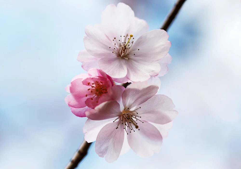 Frühlingsblüten - fotokunst von Manuela Deigert