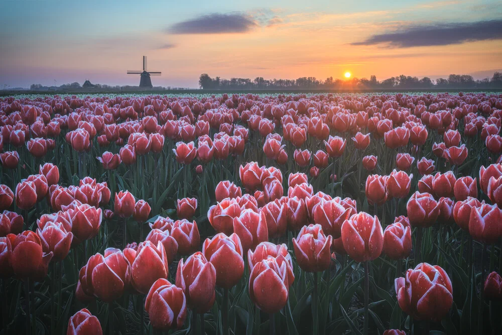 Holland Tulpenfeld zum Sonnenaufgang - fotokunst von Jean Claude Castor