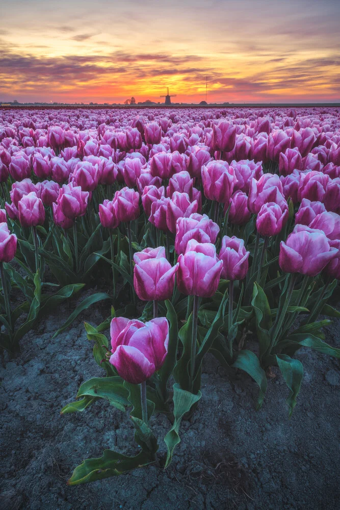 Holland Tulpenfeld mit Mühle - fotokunst von Jean Claude Castor