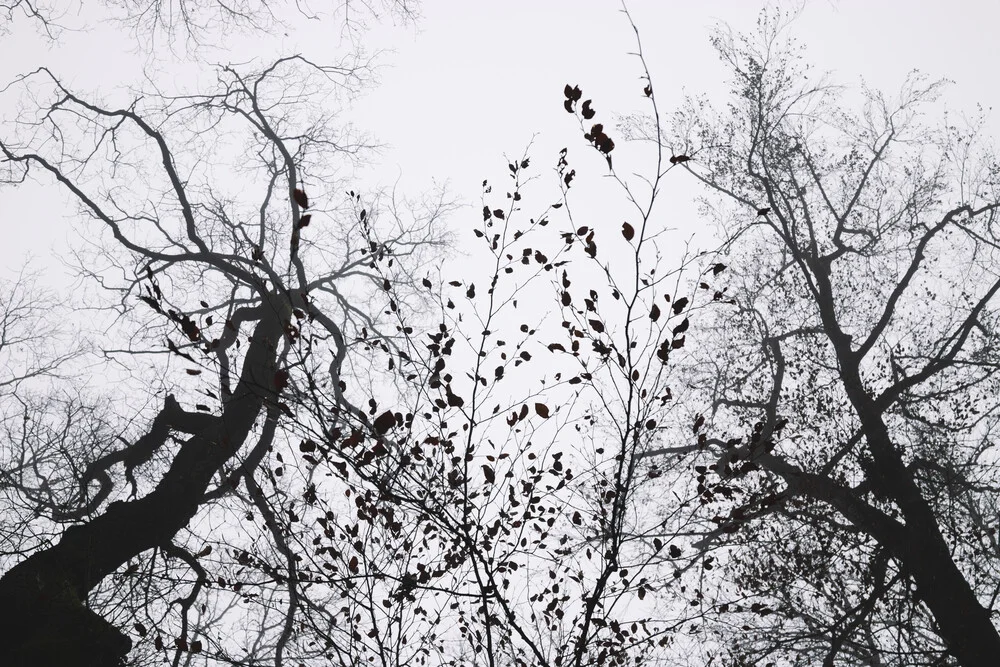 Düsterer Wald - fotokunst von Nadja Jacke