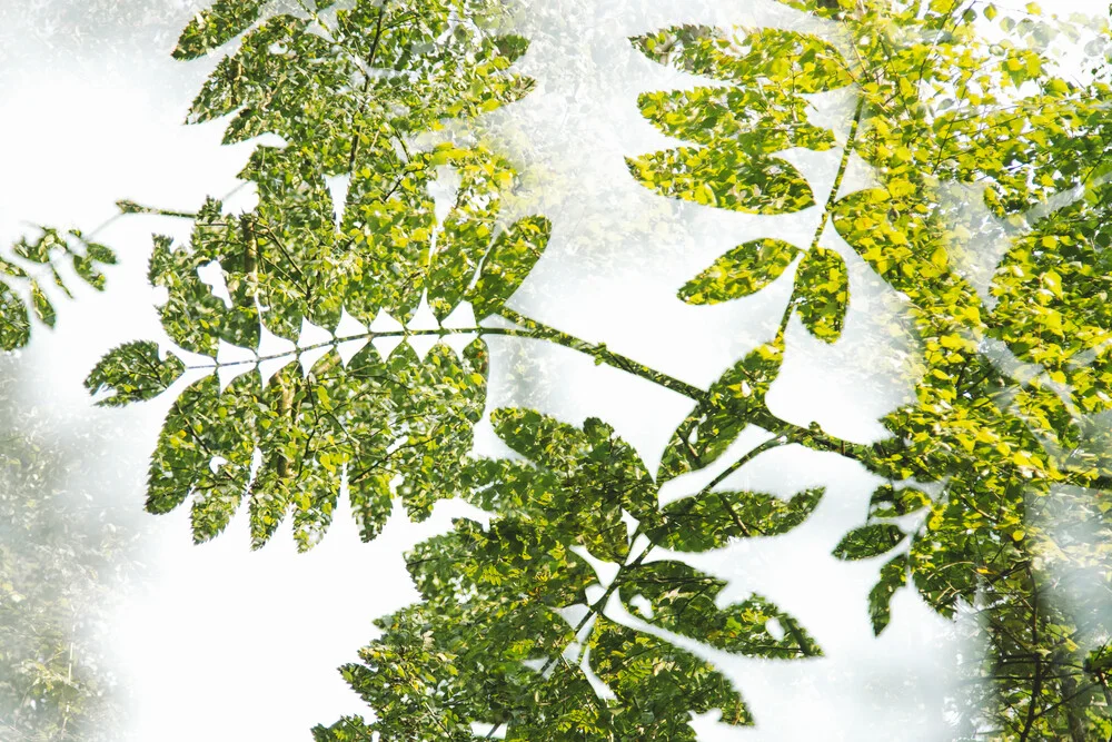 Spring run of rowan berries - double exposure - Fineart photography by Nadja Jacke