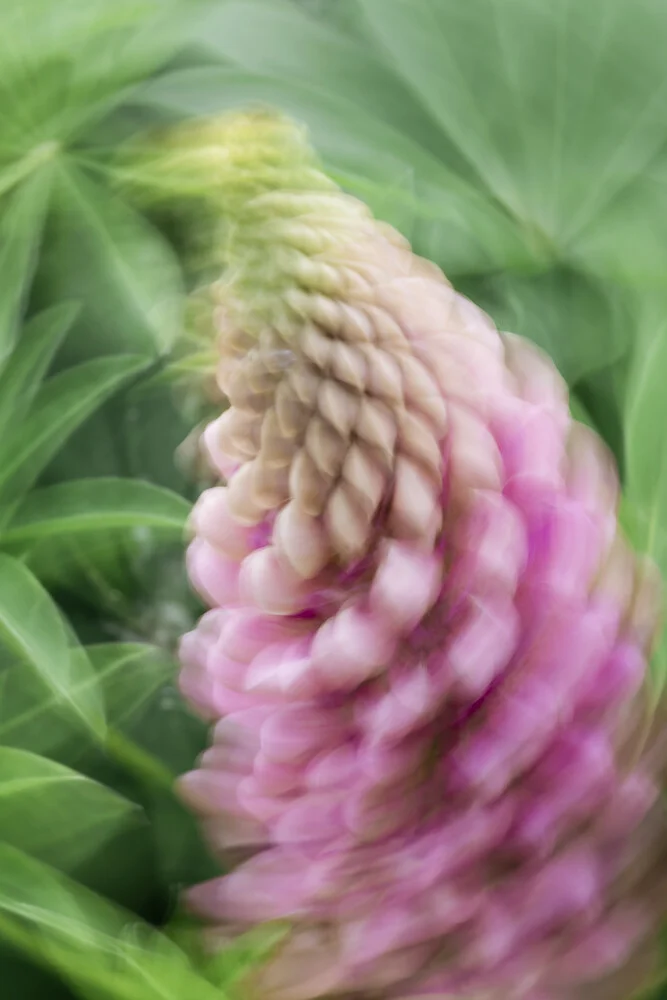 Lupine verwischt - fotokunst von Nadja Jacke