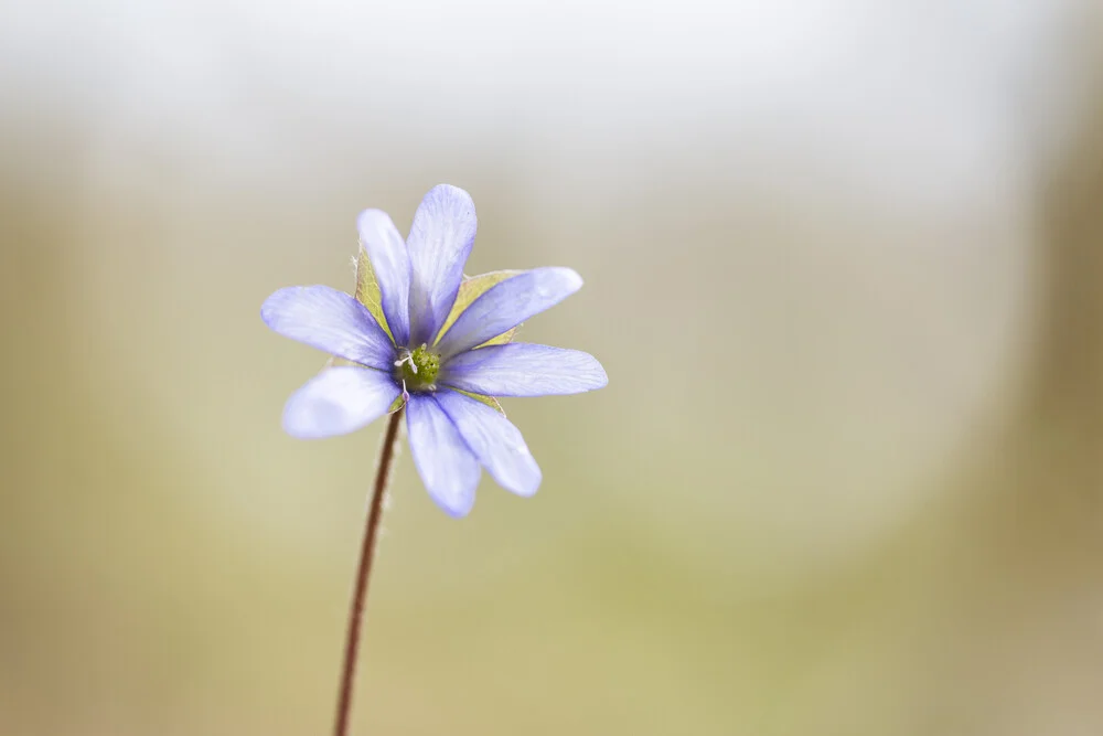 Leberblümchen - fotokunst von Nadja Jacke