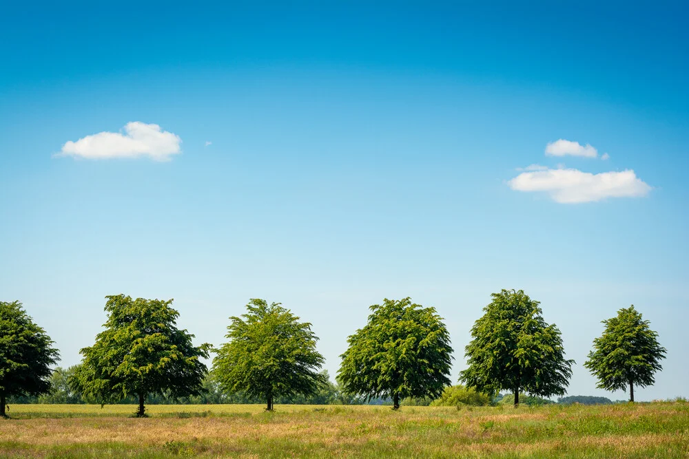 Trees along a Field - Fineart photography by Martin Wasilewski