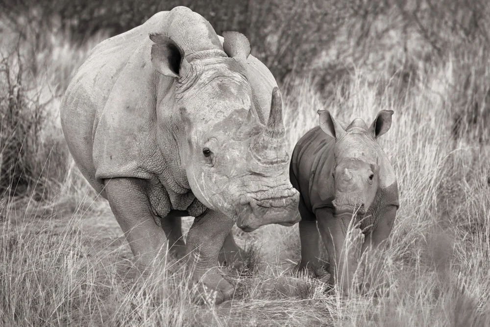 Portrait Nashorn Baby und Mutter - fotokunst von Dennis Wehrmann